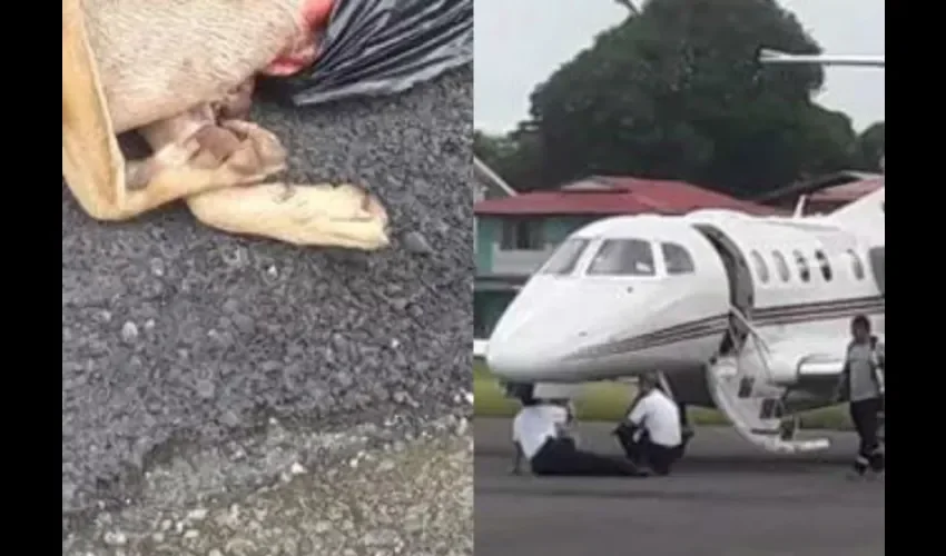 Avioneta atropella a un can en aeropuerto de Bocas del Toro. 