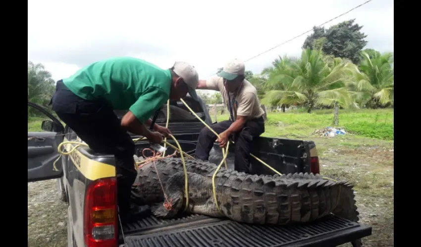 Capturan un enorme cocodrilo en Bocas del Toro. 