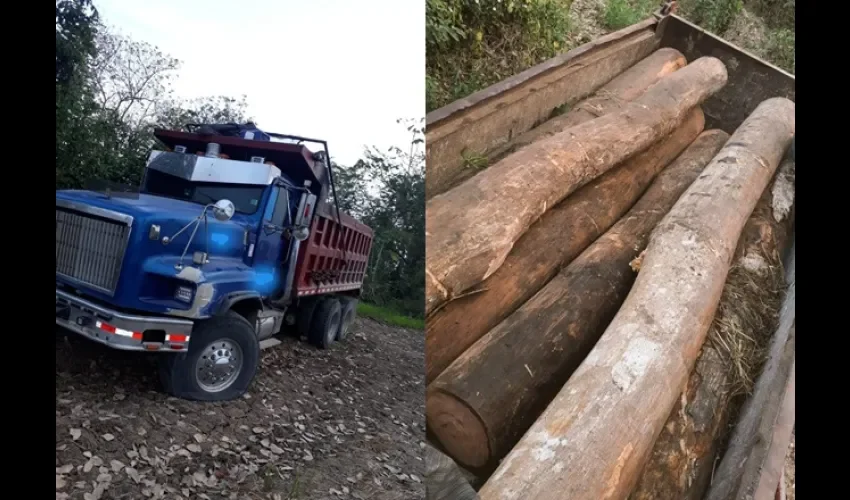 Decomisan madera ilegal en Darién.