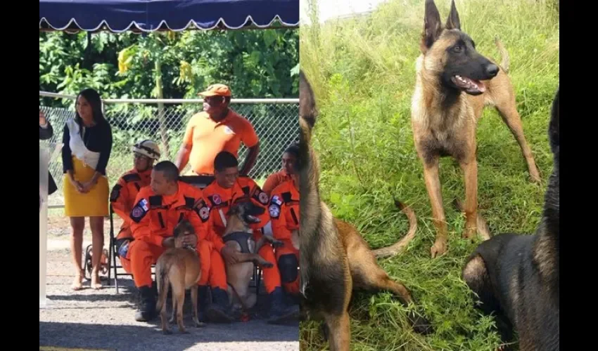 Estos los perros que cuidarán al papa Francisco. Foto: Archivo 