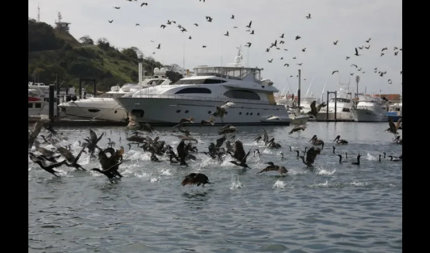 Aves se dieron un banquete con las sardinas muertas en el área de Isla Flamenco.Foto: Cortesía 