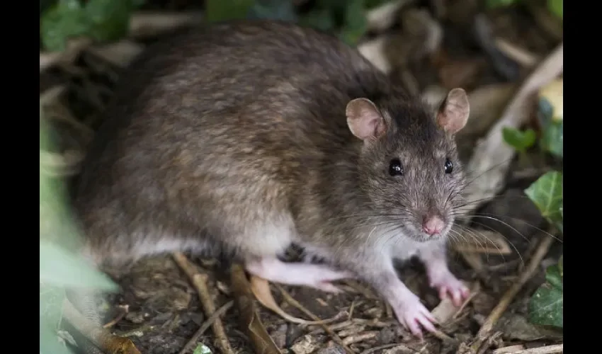 Juegue vivo las ratas muerden a los humanos. Foto: Ilustrativa 