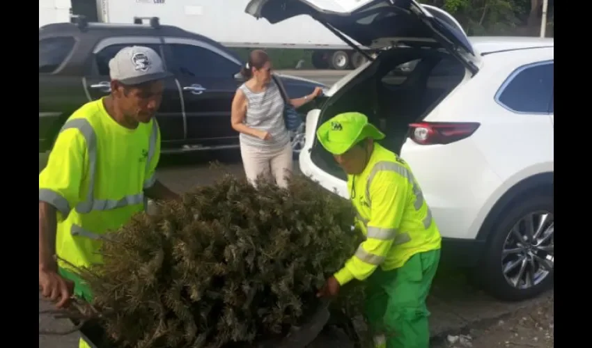 Operativo de recolección de árboles de Navidad. 