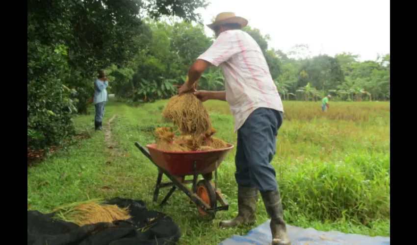 Cosecha de arroz en Panamá Oeste. Foto: Eric Montenegro
