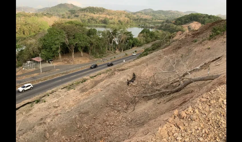 Así está la avenida Omar Torrijos tras la devastación del bosque. Foto: @raisabanfield