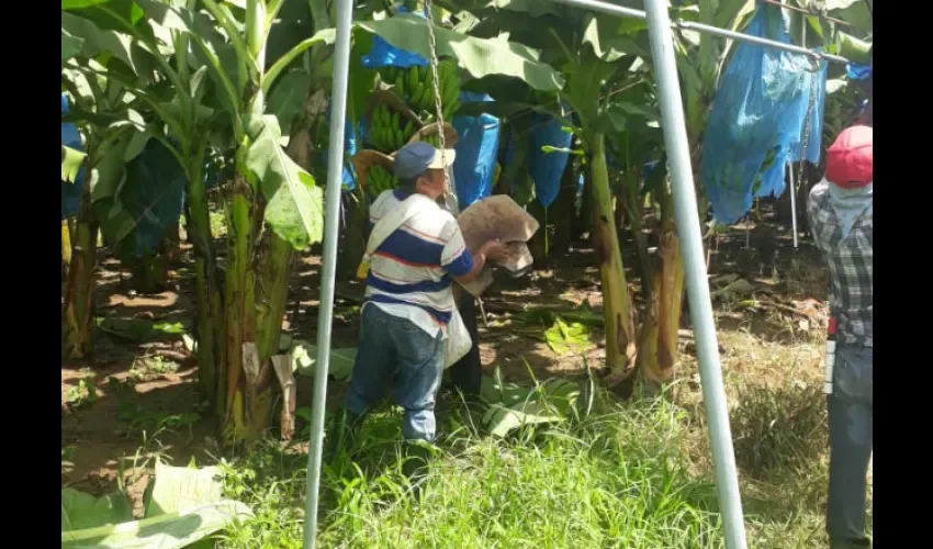 Momentos en que cultivan el banano. Foto: Cortesía 