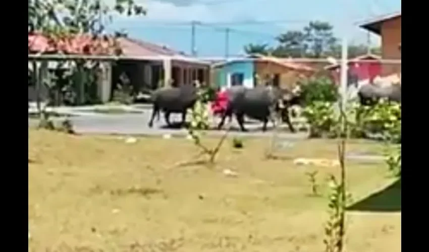 Búfalos en soltura en la urbanización El Pinar en Villa Galo de David, Chiriquí.