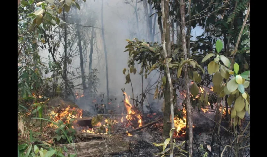 Las llamas han arrasado parte de la vegetación. Foto: Víctor E. Rodríguez