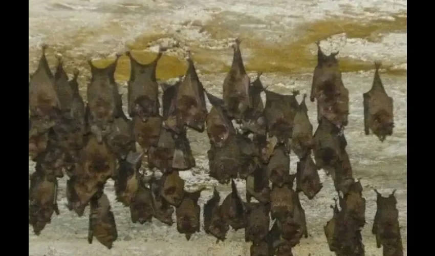 Murciélagos en su madriguera. Foto: Archivo Epasa