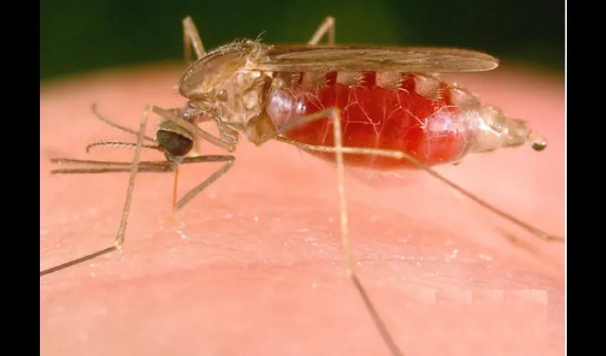 La malaria es un problema que no se acaba en Panamá. Foto: Ilustrativa 