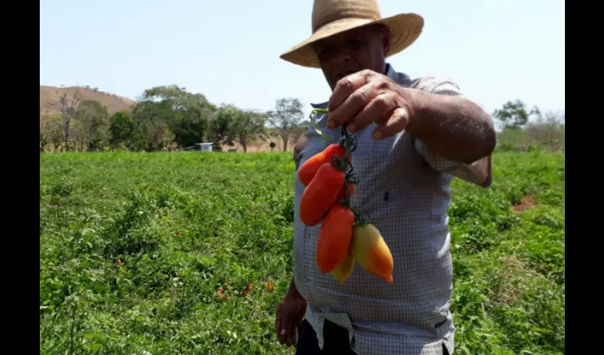 Foto ilustrativa  de un productor mostrando tomates. 