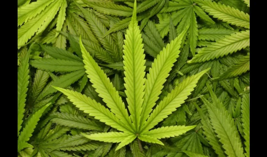 Uso del cannabis medicinal podría elevarse a primer debate. Foto: Ilustrativa