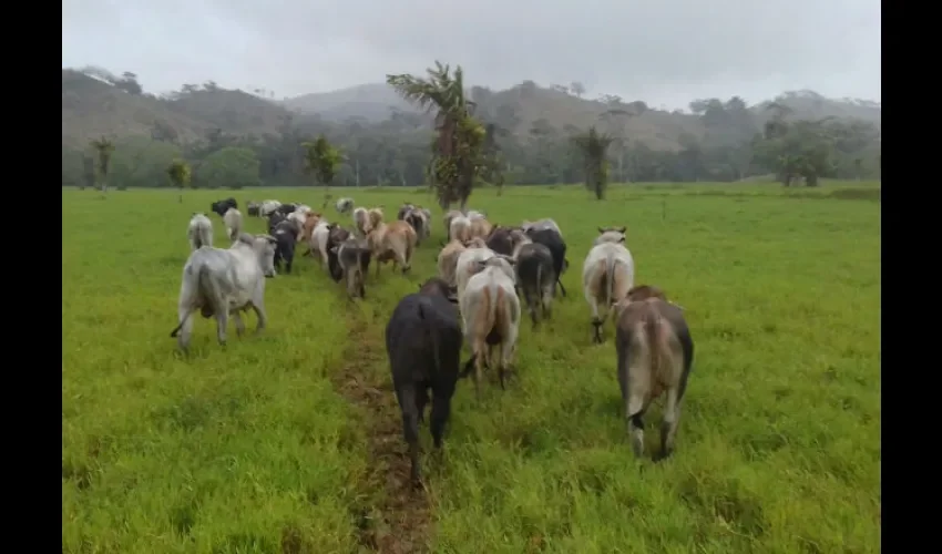 Foto ilustrativa de una finca en Colón. 