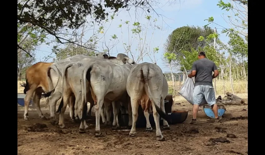 Los ganaderos aseguran que un frente común que les permita combatir esta modalidad de delito es la única alternativa que tienen para enfrentarla. Foto: Thays Domínguez