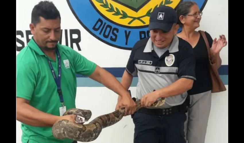 Hacen un llamado a que avisen a las autoridades para su traslado y reubicación. No muerden. Foto: Thays Domínguez