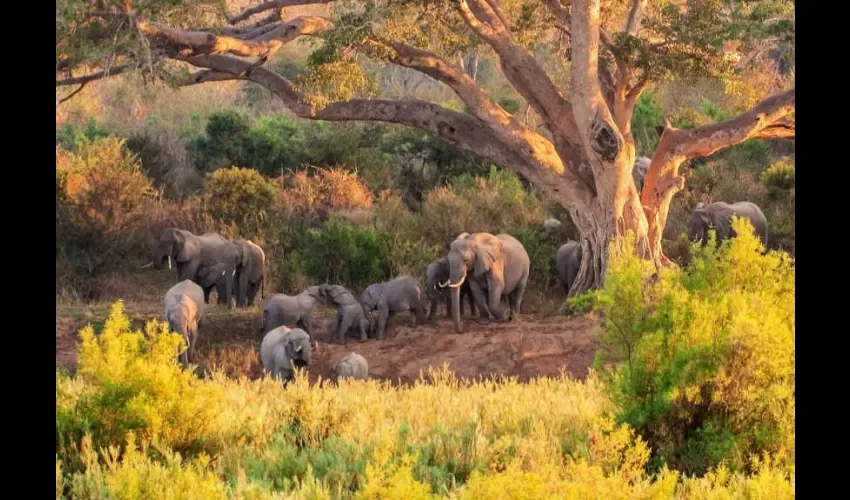 Elefantes del Parque Kruger. 