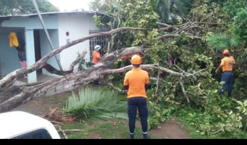 Los rescatistas del Sinaproc cortaron el árbol. Foto: Cortesía