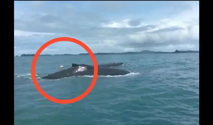 Según expertos a simple vista en el video se trata de una ballena jorobada, pero de ser  una madre ballena o si está en proceso de alumbramiento ella se queda en el Golfo, es la época de apareamiento en este zona del trópico. Foto: Mayra Madrid