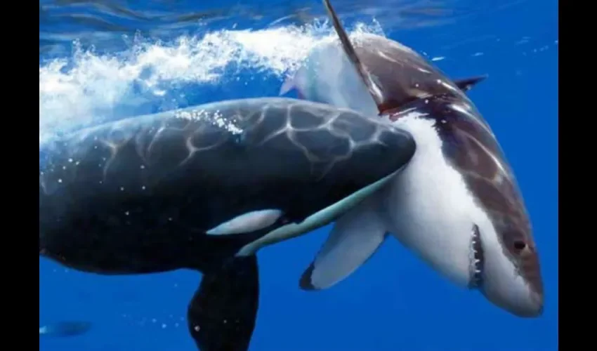 Foto ilustrativa de la lucha en el mar. 