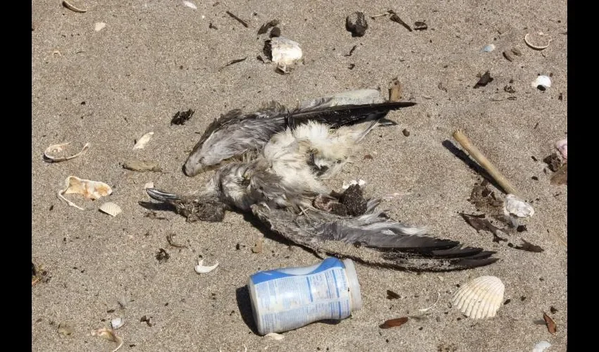 El problema de la basura afecta a todo el ecosistema, la imagen muestra un ave muerta en la playa a lado de envases de plástico. Anayansi Gamez 