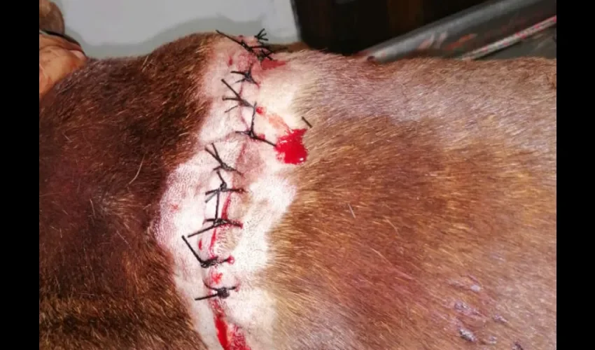Foto ilustrativa de la herida producida al animal. 