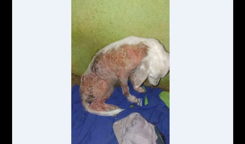 Horas después de su ingreso y debido a su delicado estado de salud la mascota falleció, según informaron a trevés de las redes sociales diversos grupos de protección de animales.