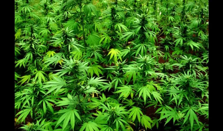 Foto ilustrativa de una plantación de marihuana. 