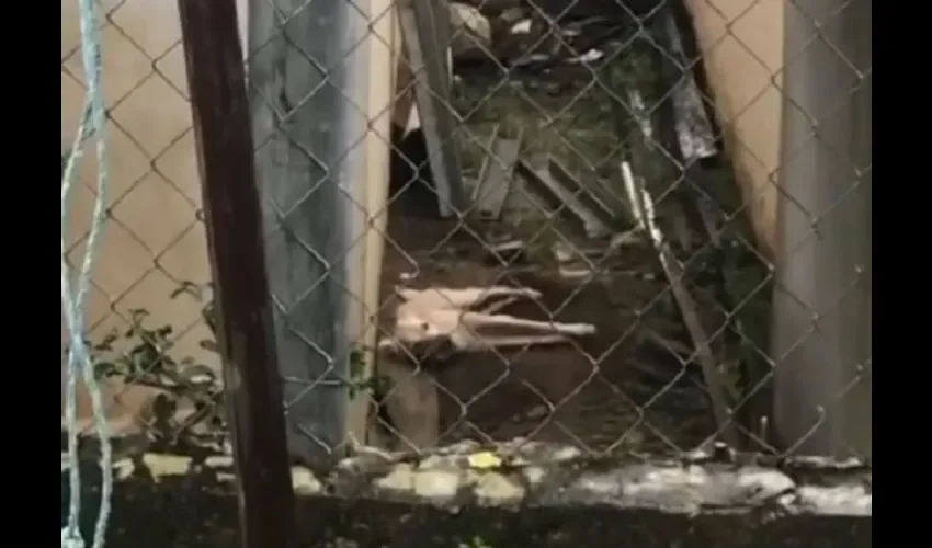 Defensores de los Animales se pusieron manos a la obra. Foto: Cortesía