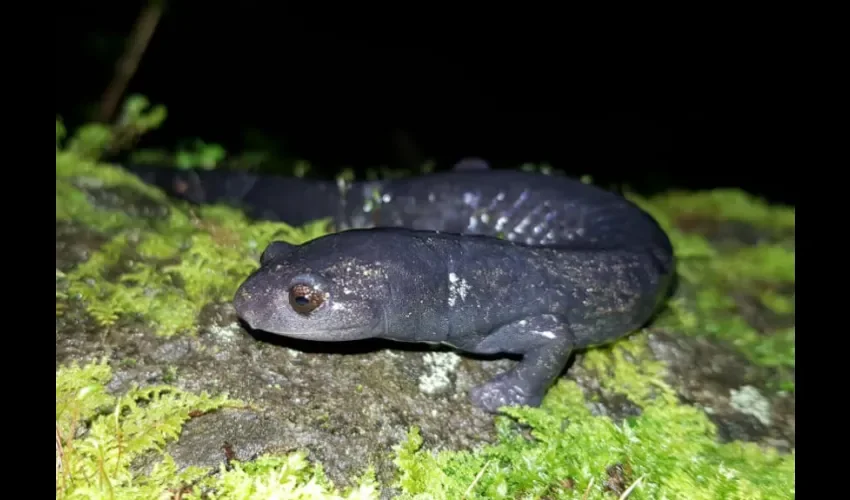 Foto ilustrativa de una salamandra. 