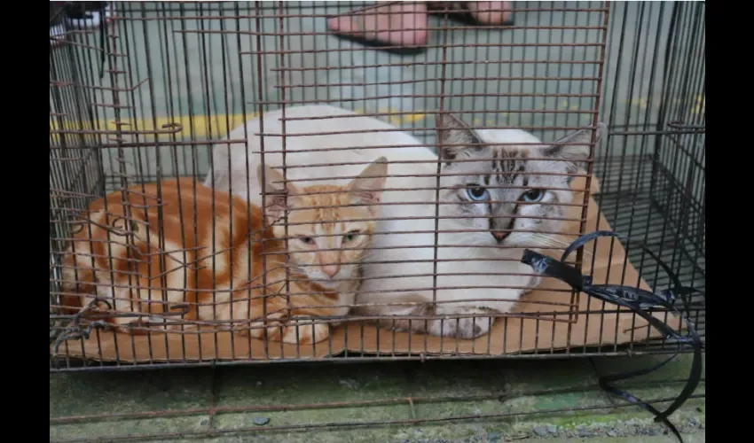 Es importante que los responsables se presenten temprano con las mascotas adultas en ayunas de seis  horas y los cachorros sin ser alimentados cuatro horas antes de la intervención quirúrgica. Foto: Cortesía