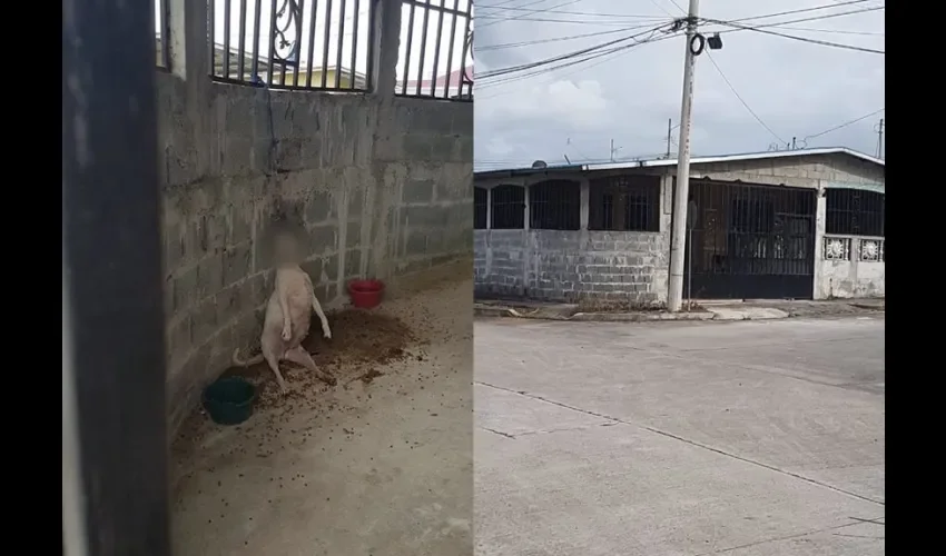 Información preliminar de este caso, indica que la can parió a ocho cachorros el 10 de diciembre y luego apareció ahorcada  tras permanecer amarrada en una casa solitaria.