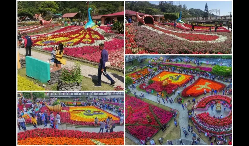 Feria de las flores y el café. 