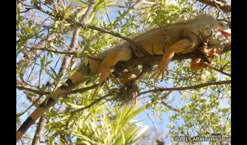 Foto ilustrativa de una iguana. 
