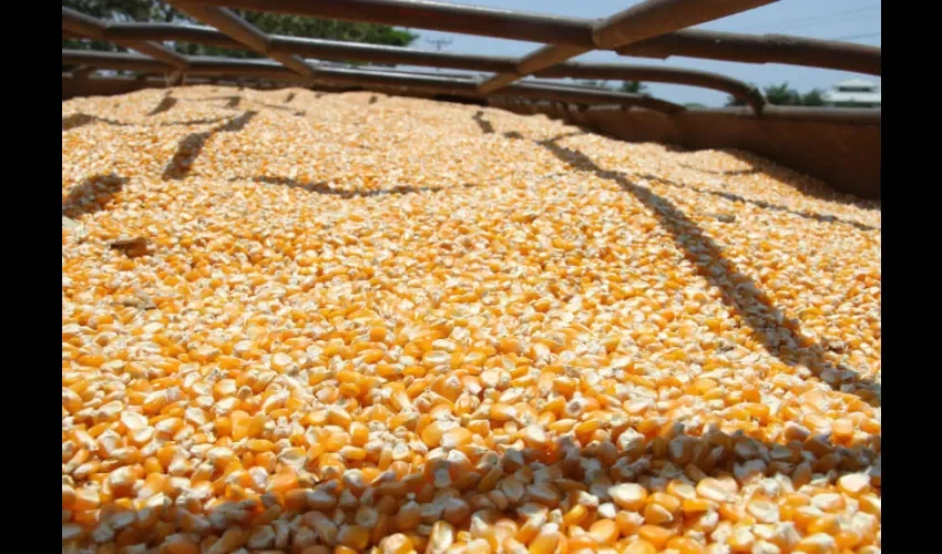 Foto ilustrativa del maíz. 