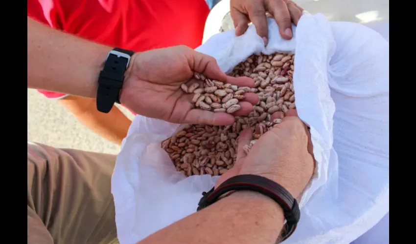 En rescate del sector agropecuario y cumplimiento al plan de acción del Gobierno Nacional, técnicos agrónomos del IMA se han comprometido asistir a productores sobre cualquier rubro desde su plantación  hasta el momento de la cosecha.