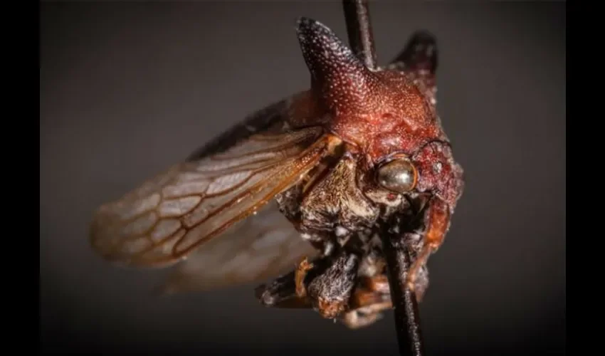 Kaikaia gaga es la especie recién descubierta de membrácidos, un grupo común de insectos conocido por sus colores brillantes y su ostentoso estilo. La especie comparte un nombre y un estilo idiosincrásico con Lady Gaga. Cortesía: L. Brain./CNN