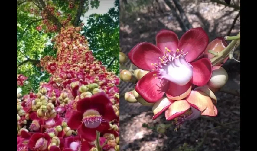 Foto ilustrativa de la flor. 