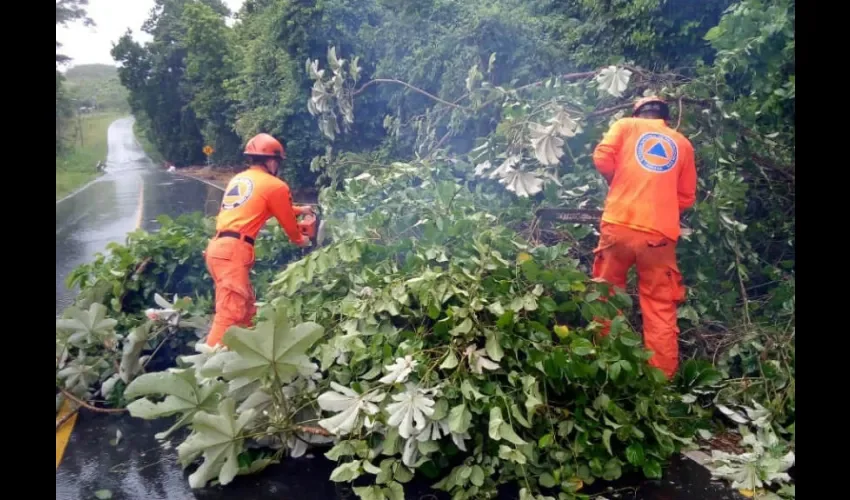 En Panamá Oeste se reportó la caída de un árbol en la vía hacia Puerto Caimito.