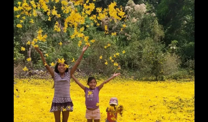 Foto ilustrativa de niñas jugando con las flores de un guayacán en Campana.