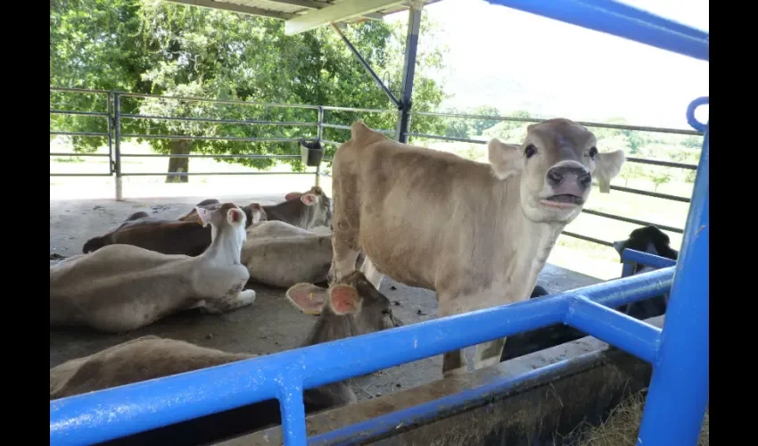 Los productores también hicieron un llamado al consumidor para que se conviertan en el primer frente de batalla en este momento para que consuman productos que se elaboran con materia prima de Panamá.