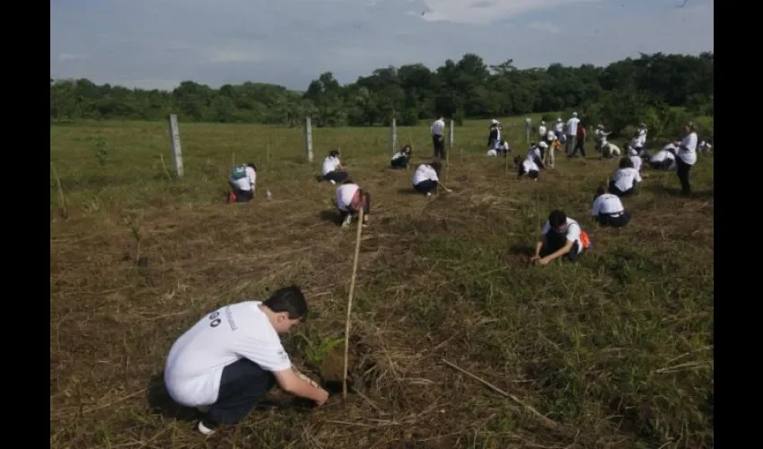 Reforestar. 