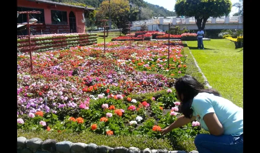 Foto ilustrativa de las flores. 