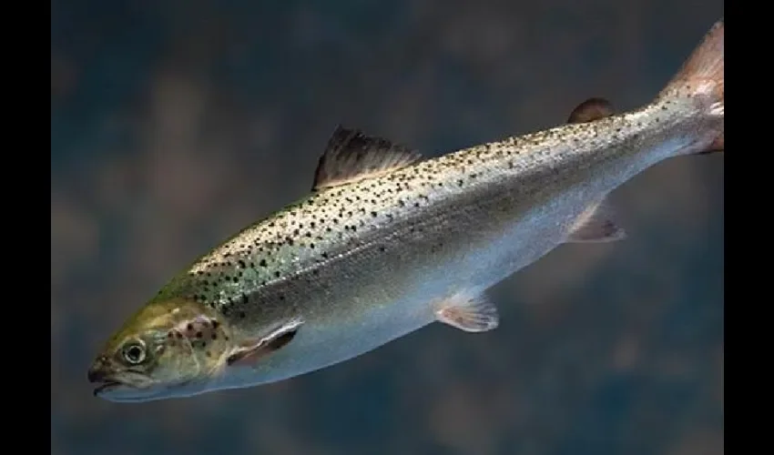Foto ilustrativa de un salmón. 