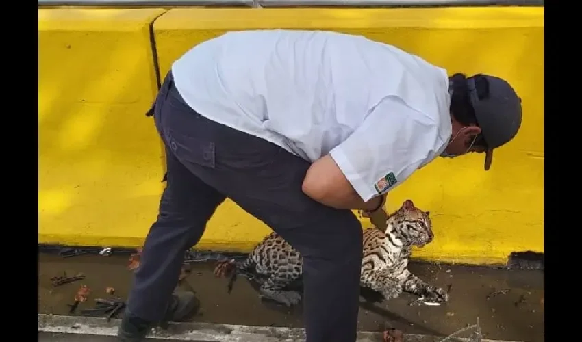 En lo que va del año, se han rescatado a dos ocelotes por atropello en la provincia de Chiriquí. 