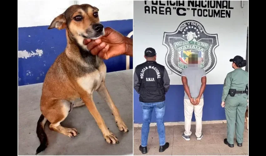 Perro afectado. Foto: Policía Nacional. 
