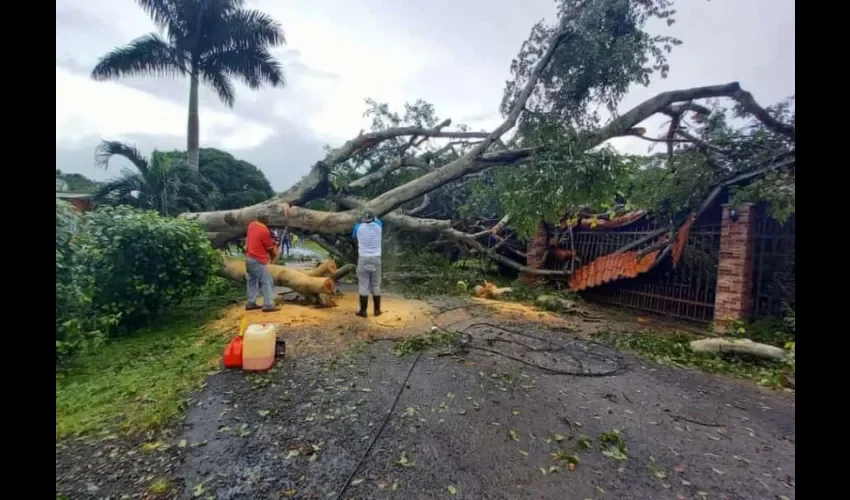 Foto ilustrativa de un árbol caído sobre una casa. 