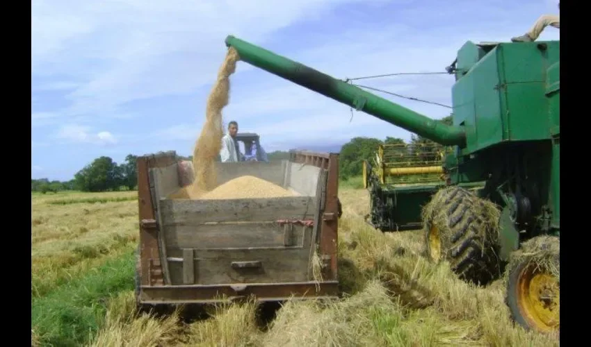 Según  los productores, la cosecha está a la vuelta de la esquina. Foto: Ilustrativa 