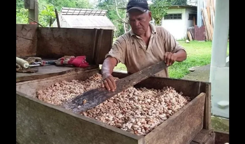 Foto ilustrativa del cacao. 