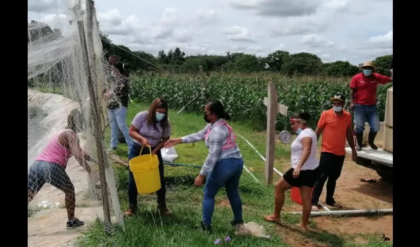 Foto ilustrativa de la cosecha. 