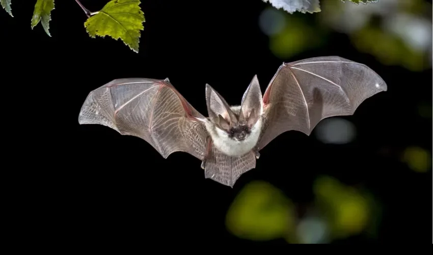 Foto ilustrativa de los murciélagos. 